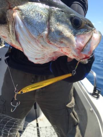 シーモンキー 釣果