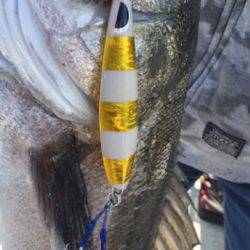 シーモンキー 釣果