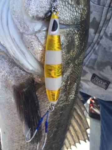 シーモンキー 釣果