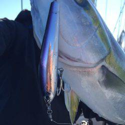 シーモンキー 釣果