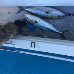 シーモンキー 釣果