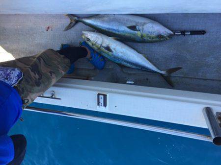 シーモンキー 釣果