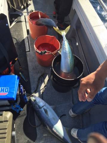 シーモンキー 釣果