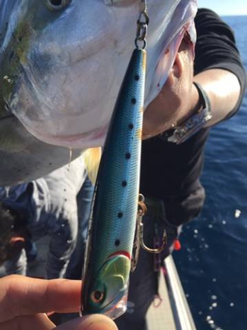 シーモンキー 釣果