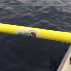 シーモンキー 釣果