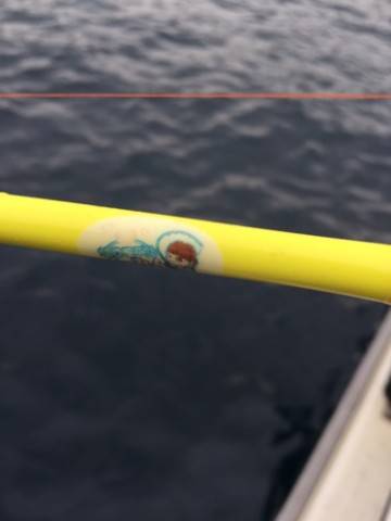 シーモンキー 釣果