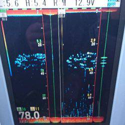 遊漁船ブルーウッズ 釣果