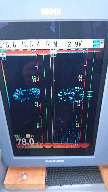 遊漁船ブルーウッズ 釣果