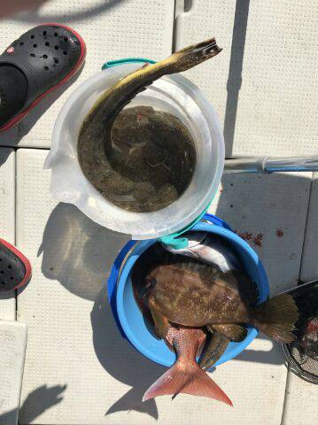 フィッシングガイド りょう 釣果