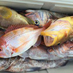 幸風（さちかぜ） 釣果