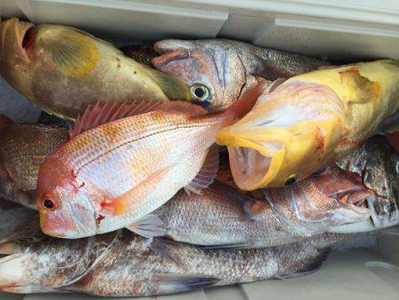 幸風（さちかぜ） 釣果