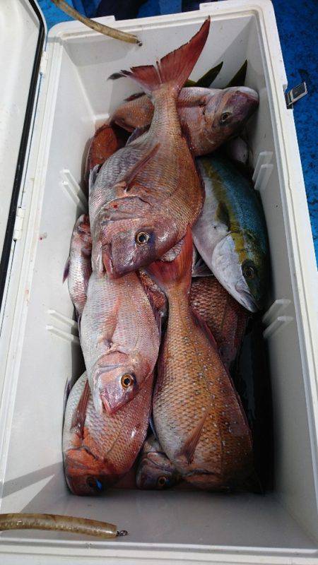 龍神丸(福井) 釣果