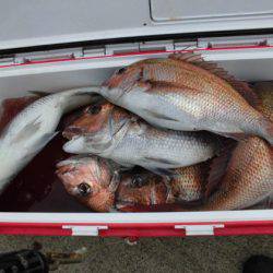 大進丸(新潟) 釣果