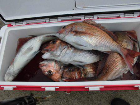 大進丸(新潟) 釣果