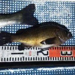 フィッシングガイド りょう 釣果