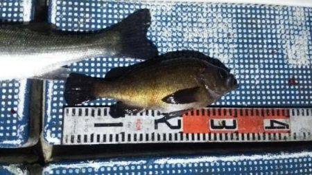 フィッシングガイド りょう 釣果