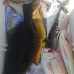 遊漁船 新鋭丸 釣果