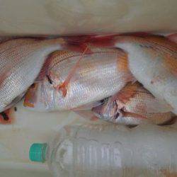 遊漁船 新鋭丸 釣果