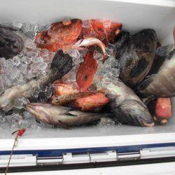 大進丸（新潟） 釣果