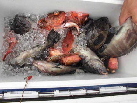 大進丸（新潟） 釣果