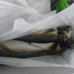 遊漁船 新鋭丸 釣果