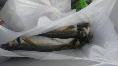 遊漁船 新鋭丸 釣果