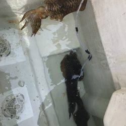 寿裕 （YOSHIHIRO） 釣果