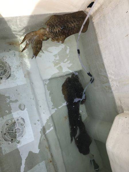 寿裕 （YOSHIHIRO） 釣果