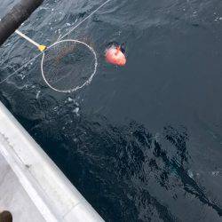 番匠高宮丸 釣果