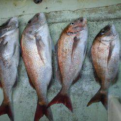 大進丸（新潟） 釣果