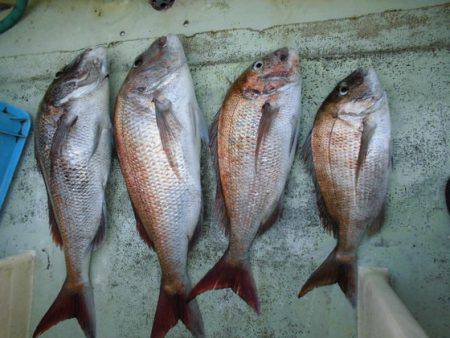 大進丸（新潟） 釣果