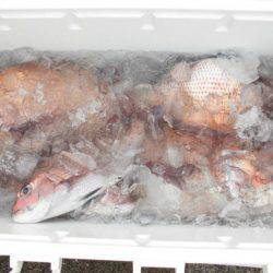 大進丸(新潟) 釣果