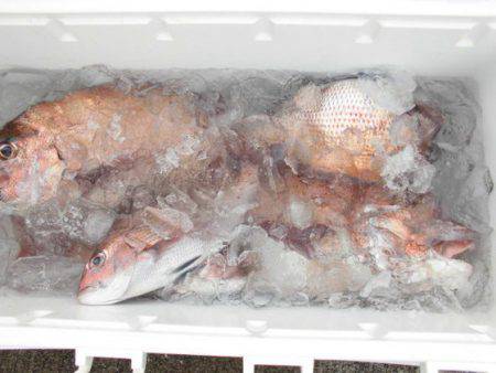 大進丸(新潟) 釣果