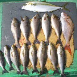 真祐丸 （しんゆうまる） 釣果