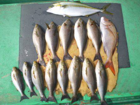 真祐丸 （しんゆうまる） 釣果