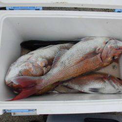 大進丸(新潟) 釣果