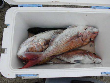 大進丸（新潟） 釣果