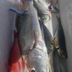 遊漁船 新鋭丸 釣果