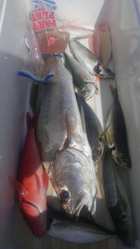 遊漁船 新鋭丸 釣果