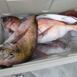 大進丸(新潟) 釣果