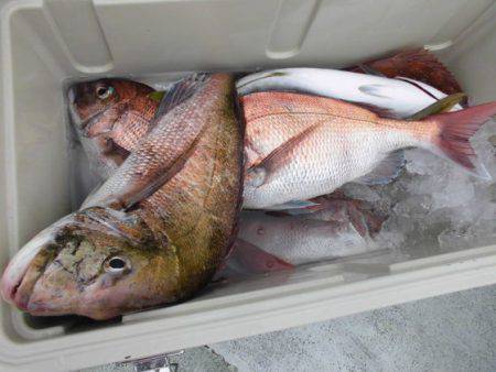 大進丸(新潟) 釣果