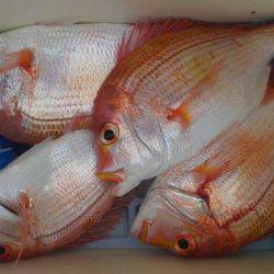 遊漁船 新鋭丸 釣果