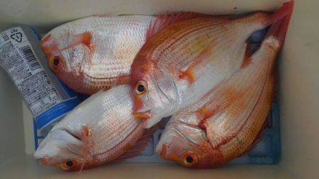 遊漁船 新鋭丸 釣果