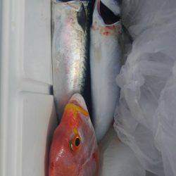 遊漁船 新鋭丸 釣果