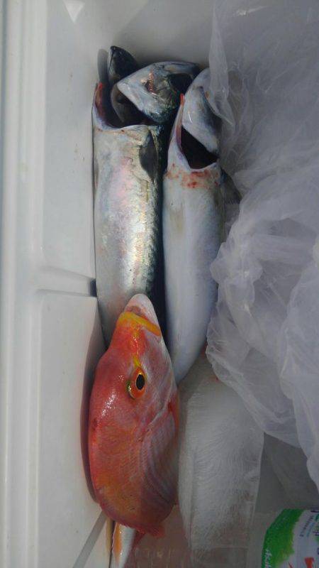 遊漁船 新鋭丸 釣果