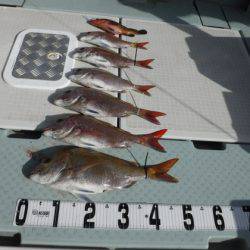 遊漁船 幸友丸 釣果