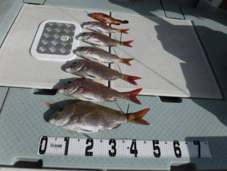 遊漁船 幸友丸 釣果