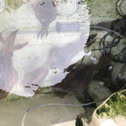 寿裕 （YOSHIHIRO） 釣果