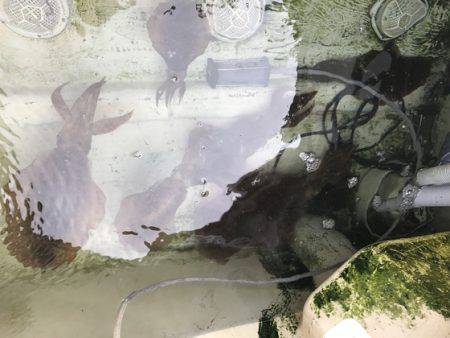 寿裕 （YOSHIHIRO） 釣果