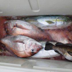 大進丸（新潟） 釣果